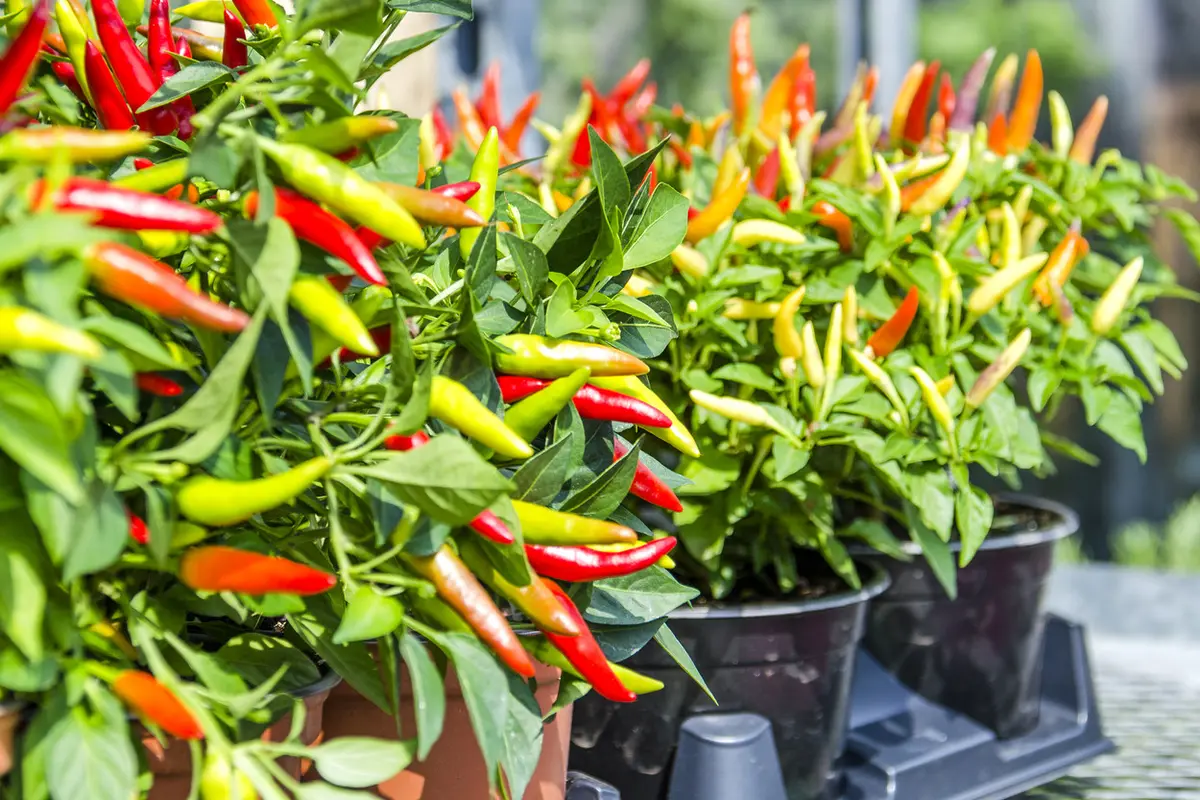 Cara Menanam Cabe Rawit Di Polybag