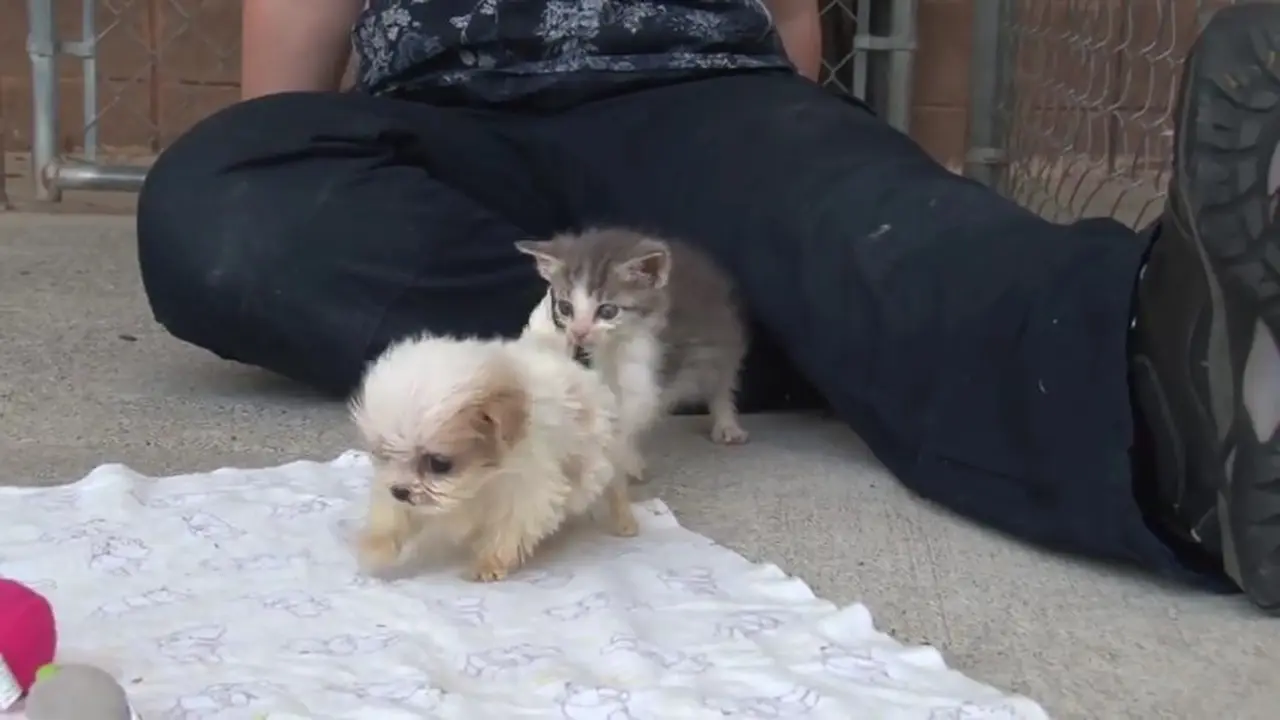 Kemesraan Anak Anjing dan Anak Kucing 
