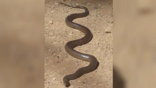 Eastern Brown Snake