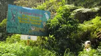 Taman Nasional Kerinci Seblat (TNKS) merupakan kawasan paling banyak dihuni kawanan harimau di Sumatera. (Liputan6.com/B Santoso)