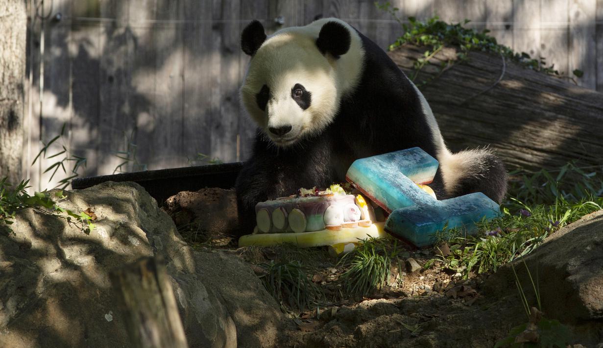 Panda Bei Bei memakan kue ulang tahunnya yang ke-4 di Kebun Binatang Nasional Smithsonian di Washington, DC (22/8/2019). Bei Bei akan pindah ke China setelah berusia empat tahun, menurut perjanjian Kebun Binatang Nasional Smithsonian dan Asosiasi Konservasi Margasatwa China.(AFP Photo/Alastair Pike)