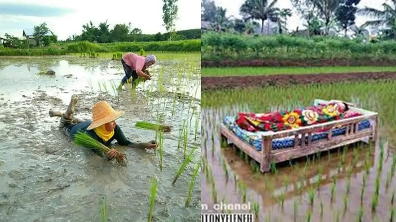 6 Momen Rebahan Santai di Sawah Ini Curi Perhatian, Kocak