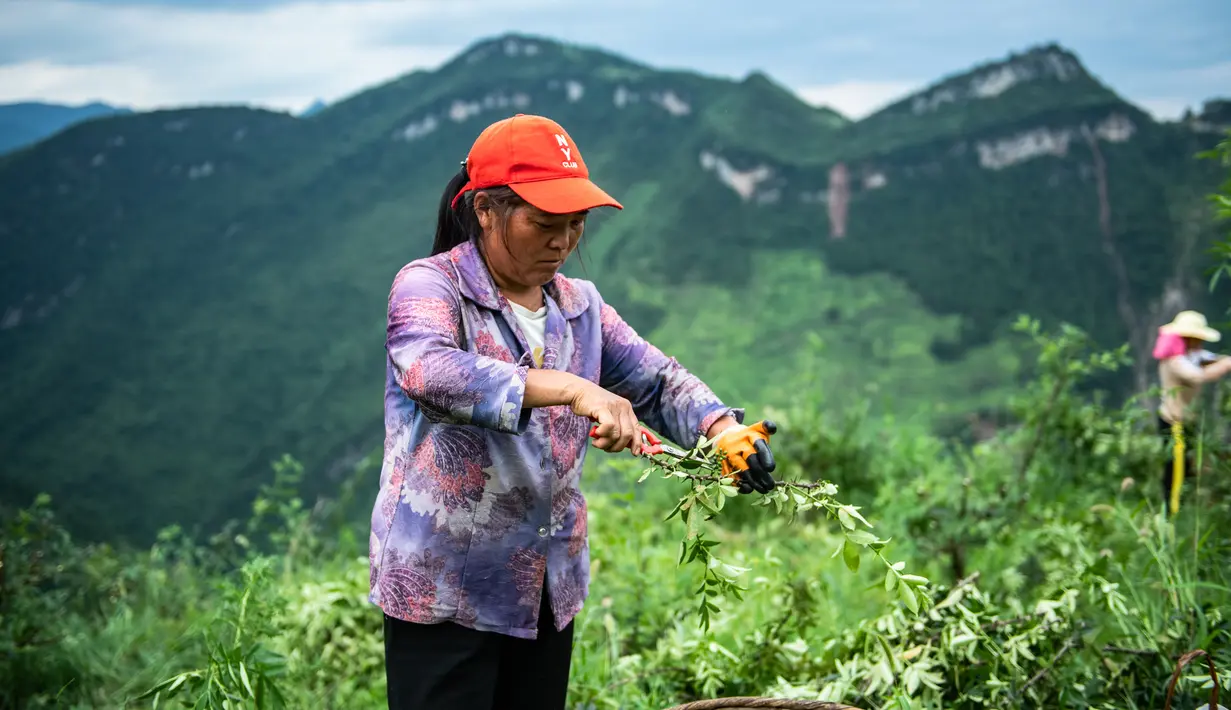Seorang warga desa memanen merica Sichuan di Wilayah Tongzi, Provinsi Guizhou, China barat daya (22/7/2020). Industri merica Sichuan di Wilayah Tongzi telah menjadi industri penting yang membantu mengangkat masyarakat setempat keluar dari jurang kemiskinan. (Xinhua/Tao Liang)
