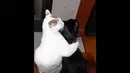 Kucing putih ini tampak berpelukan dengan pasangannya, kira-kira kucing ini sedang jatuh cintakah? (Bajiroo.com)
