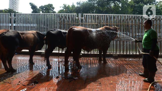 Masjid Istiqlal Potong Hewan Kurban dengan Protokol Ketat