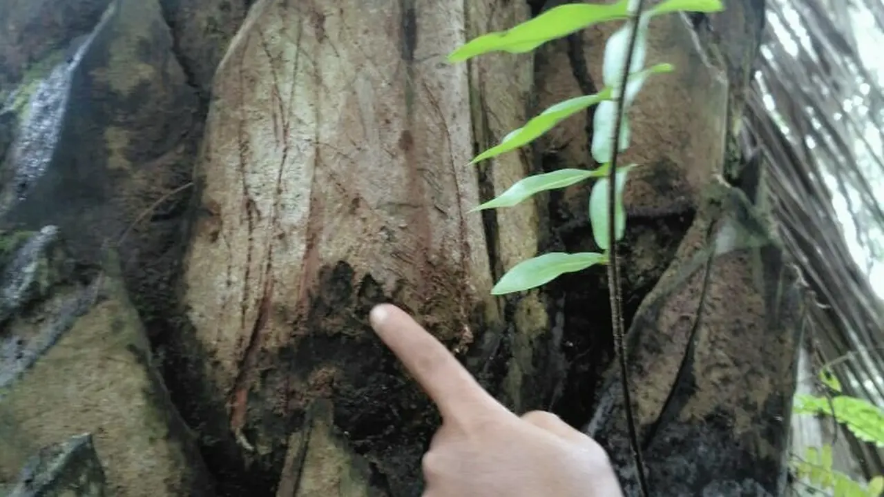Cakaran Harimau