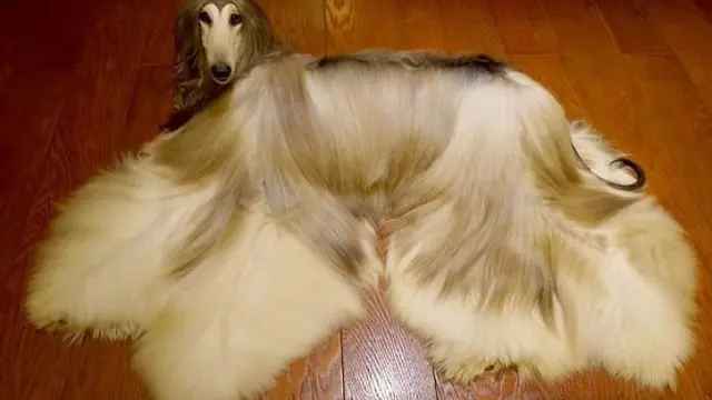 Anjing dengan harga perawatan yang fantastis (bored Panda)