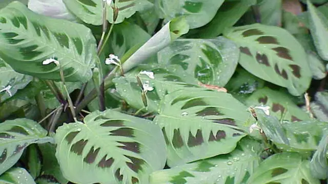 Tanaman Doa/ Wikipedia