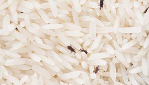 Ilustrasi kutu beras. (Foto: Freepik)