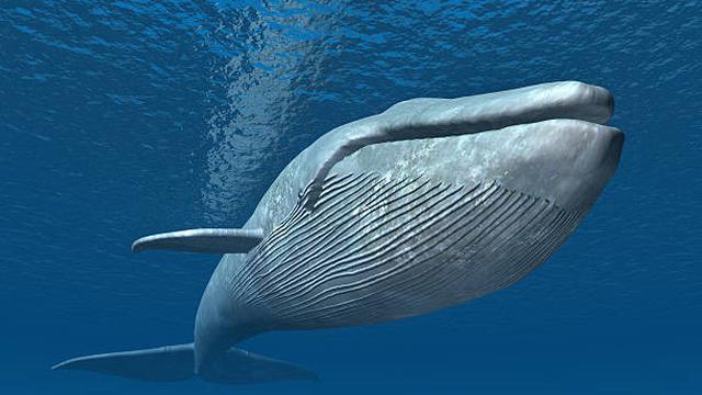 Potret Paus Biru (Sumber: Pixabay)