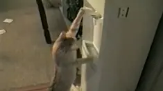 Peaches menyeimbangkan kaki belakang  saat menggunakan kaki depannya untuk menekan keran air dingin. Ini dia aksinya...