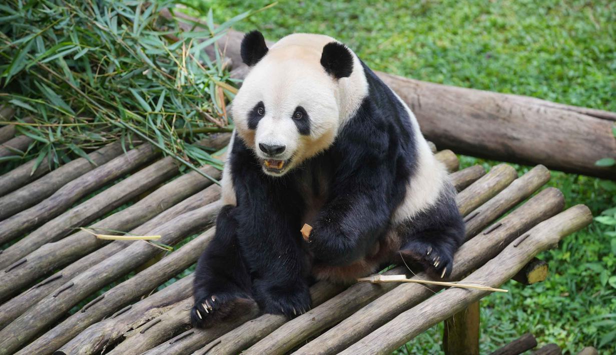 Ia merupakan anak dari pasangan panda Hu Chun (betina) dan Cai Tao (jantan) yang tiba di Indonesia sejak 2017. Tampak dalam foto, Cai Tao, seekor panda raksasa berusia 15 tahun, ayah dari Satrio Wiratama, anak panda pertama yang lahir di Indonesia, duduk di kandangnya di Taman Safari Indonesia, di Bogor, Jawa Barat, Selasa 6 Januari 2026. (AP Photo/Dita Alangkara)