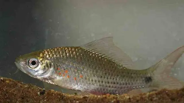 Ikan Nilem