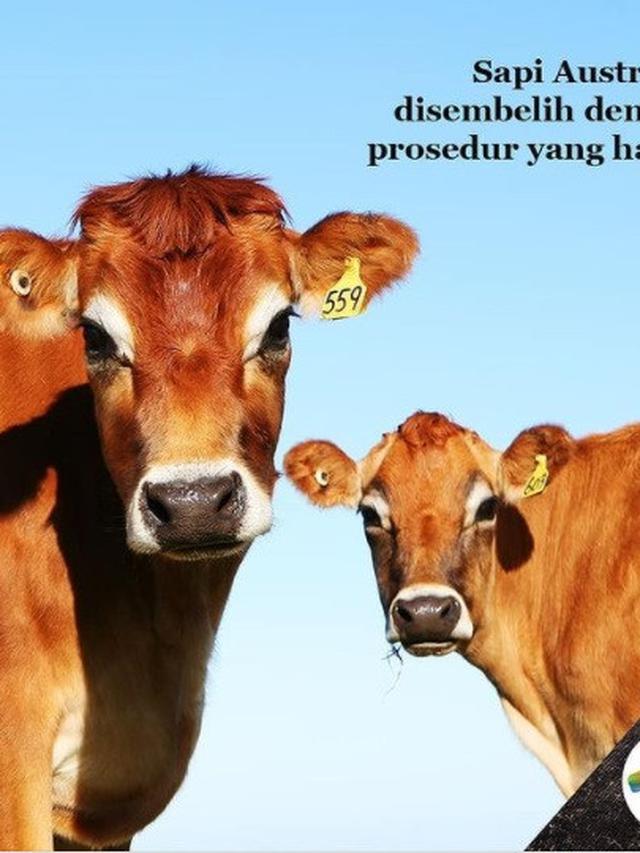 Daging sapi Australia