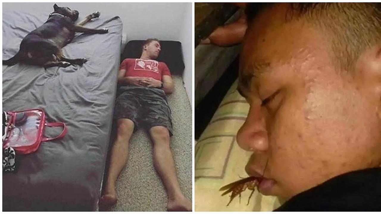 6 Momen Apes Tidur Diganggu Hewan Bikin Elus Dada