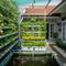 Ide Kebun Buah Mini Belakang Rumah Model Urban Farming Modern. (Foto: AI)