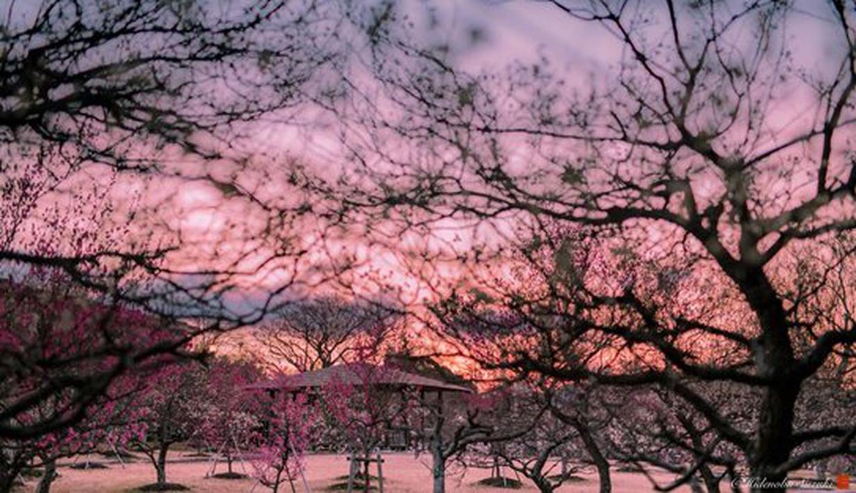 Pesona Mengagumkan Musim Semi Bunga  Sakura di  Jepang  