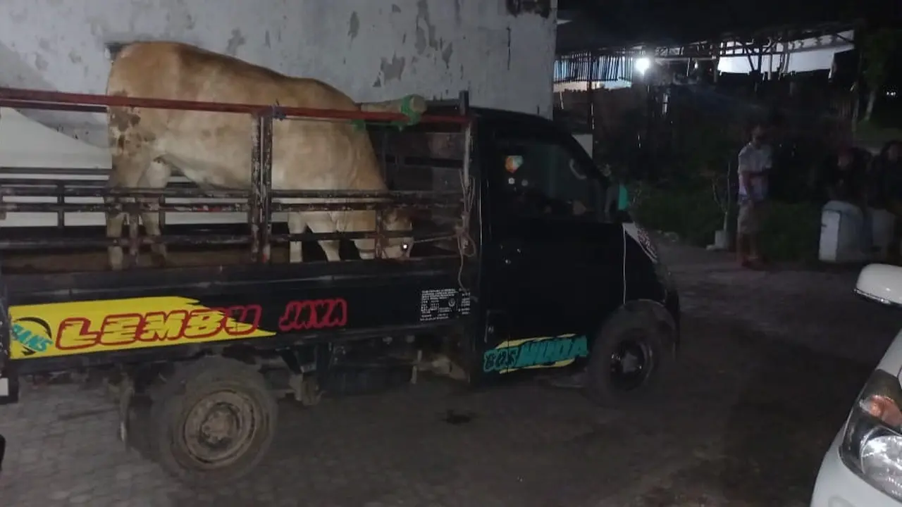 Barang bukti mobil pikap beserta sapi yang dicuri pelaku disita jajaran Polsek Ambulu. (Istimewa)