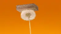 Saking ringannya, Microlattice dapat berdiri di atas bunga dandelion (sumber: wired.co.uk)