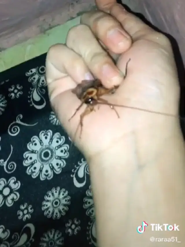 tangkap kecoak