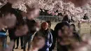 Wisatawan menikmati pemandangan bunga sakura yang bermekaran di sekitar Tidal Basin, Washington, DC, Senin (1/4). Bunga sakura ini merupakan pemberikan Wali Kota Tokyo pada tahun 1912 yang merupakan hadiah sebagai bentuk persahabatan kedua negara. (Photo by MANDEL NGAN / AFP)