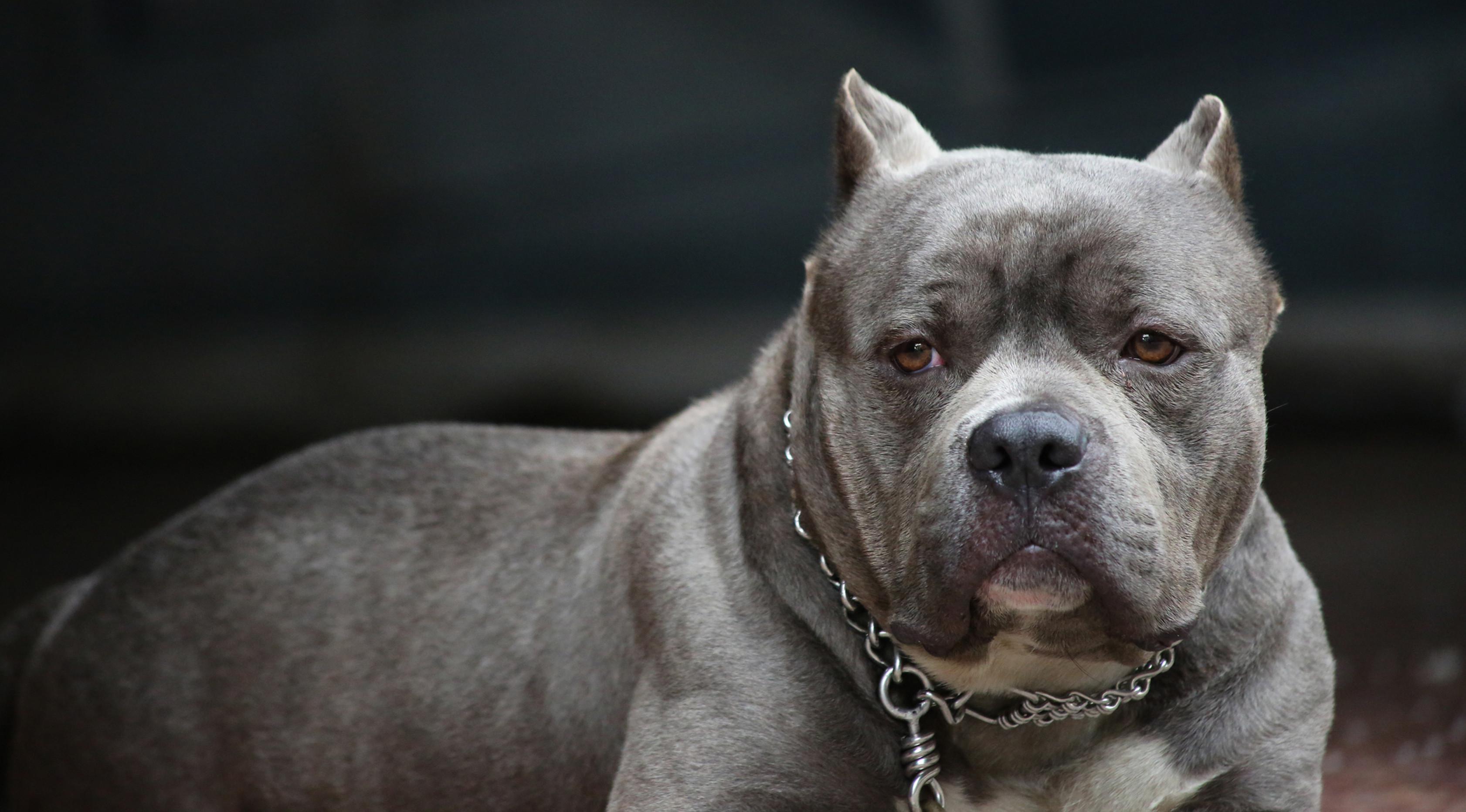 Ini 4 Insiden Anjing Pitbull Gigit Manusia yang Mendunia - Global