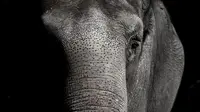 Ilustrasi gajah. (Dok. Pixabay/seth0s)