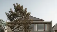 15 Pohon Hias Tinggi Ramping Cocok untuk Pagar Hidup di Halaman Rumah, Privasi Maksimal & Estetik