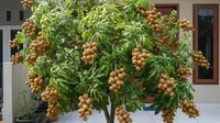 10 Cara Membuat Pohon Kelengkeng Berbuah Besar-Besar, Strategi Pemupukan hingga Pruning
