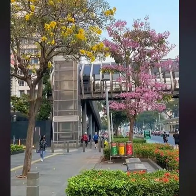Bunga Tabebuya Bermekaran di Kawasan Jalan Sudirman, Jakarta Pusat