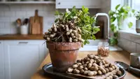 8 Cara Menanam Kacang Tanah Dalam Wadah di Rumah, Mudah Bagi Pemula