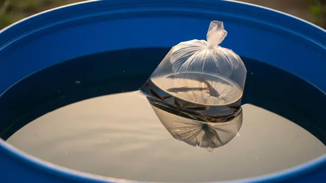 Cara Membesarkan Niladi Bak Plastik