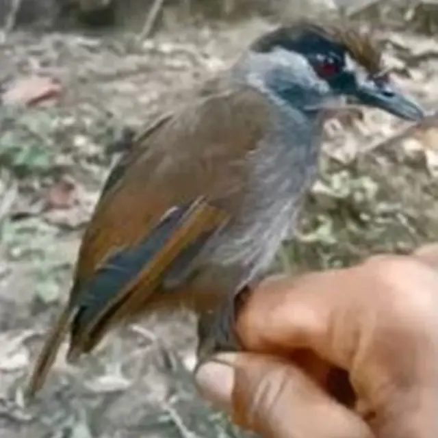Burung Pelanduk