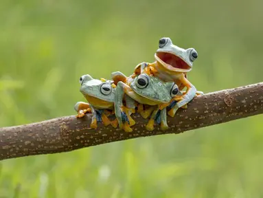  Tiga ekor katak jenis Reinwardt's diabadikan oleh fotograger Hendy Mp, di dekat rumahnya di Sambas, Kalimantan Barat.(dailymail)