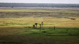 Kakadu National Park merupakan taman nasional terbesar di Australia dan diakui sebagai situs warisan dunia oleh UNESCO. (DAVID GREY / AFP)