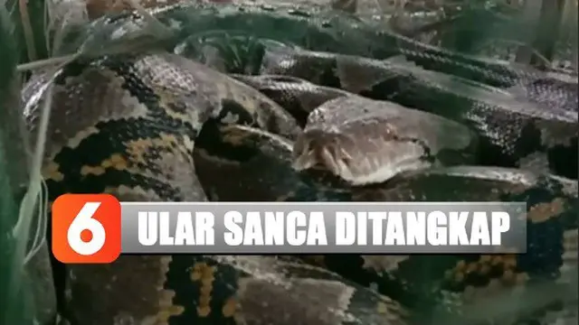 Seekor ular sanca sepanjang empat meter ditangkap warga Tegal, Jawa Tengah, karena memangsa unggas peliharaan.