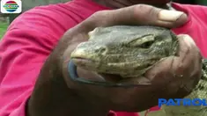 Biawak seberat lima kilogram ini pun berhasil ditangkap warga meski selalu berusaha menyerang.