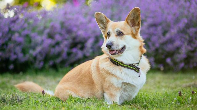 Here are small dog breeds that have a calm demeanor. (Photo: Valeria Boltneva/Pexels)