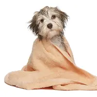 Anjing-anjing ini mampu ceriakan hari Seninmu. :D