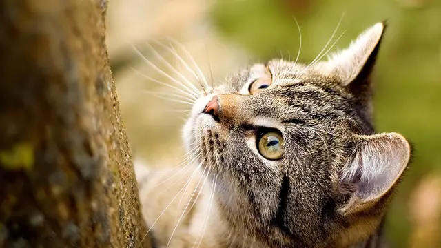 American Wirehair