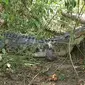 Warga menangkap Seekor buaya liar di Bombana  usai kedapatan merayap di bawah kolong rumah.