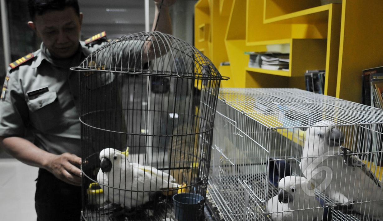 Petugas Balai Konservasi Sumber Daya Alam (BKSDA) menunjukan sejumlah ekor burung kakaktua jambul kuning yang diserahkan masyarakat di kantor BKSDA, Jakarta, Senin (11/5/2015). (Liputan6.com/Johan Tallo)