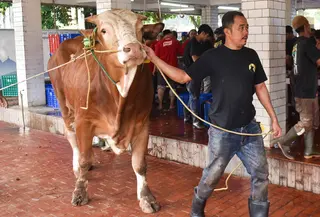 Pada Idul Adha kali ini, Masjid Istiqlal mendistribusikan langsung daging hewan kurban ke 30.000 titik. (Liputan6.com/Herman Zakharia)