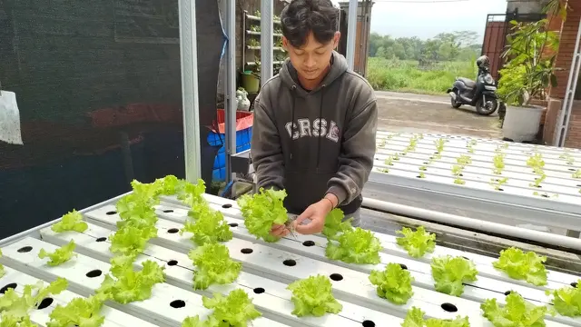 Cara Menanam Sayur Hidroponik