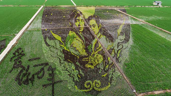Foto udara menunjukkan gambar aktris legendaris Marilyn Monroe yang dibuat dengan menggunakan varietas padi yang berbeda terlihat di sebuah sawah di Shenyang, provinsi Liaoning, China, 24 Juni 2020. Saat ini pembuatan karya lukis di sawah sudah menjadi tradisi para petani di daerah tersebut. (STR/AF