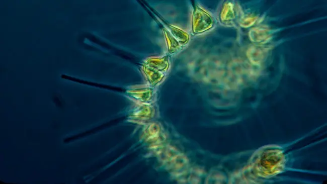 Fitoplankton, mahluk renik penting dalam rantai pasokan pangan untuk ekosistem. (Sumber Pixabay)