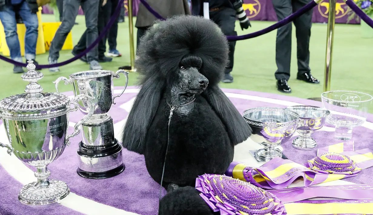 Siba, pudel standar berpose usai memenangkan Best in Show dalam Westminster Kennel Club Dog Show ke-144 di New York, Amerika Serikat, Selasa (11/2/2020). Siba adalah pudel standar kelima yang menjuarai Westminster Kennel Club Dog Show. (AP Photo/John Minchillo)