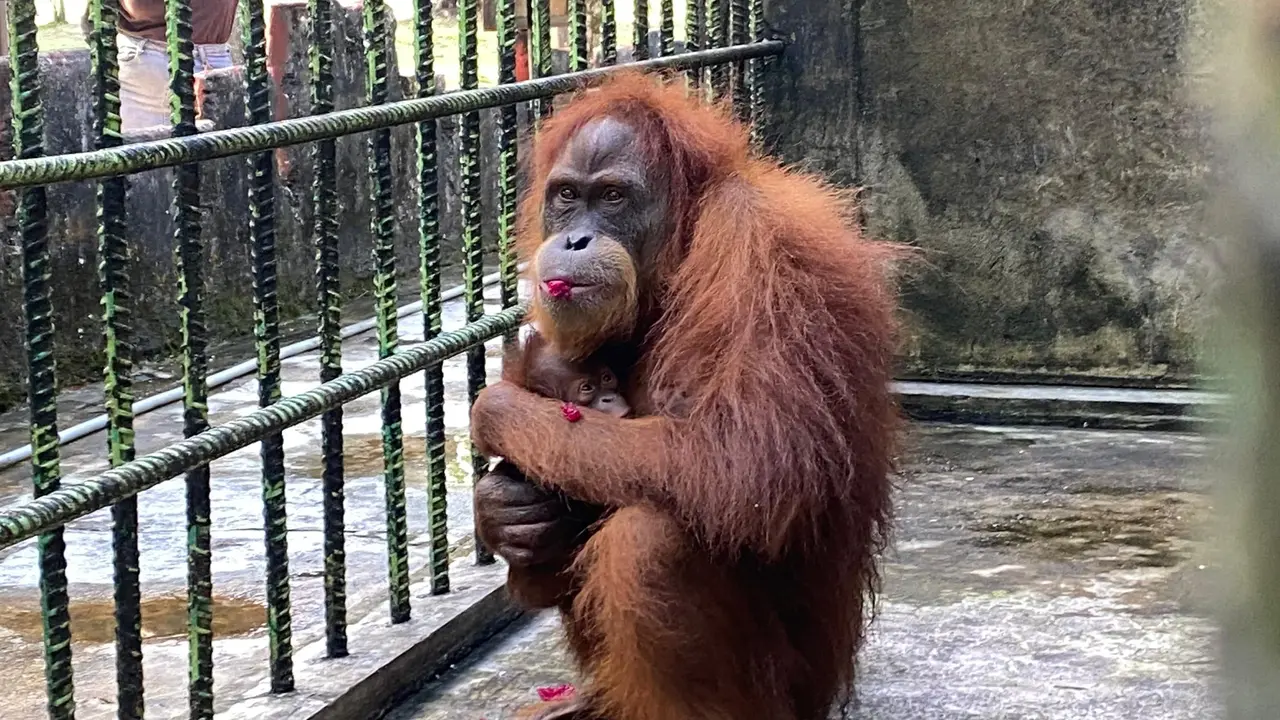 Orangutan Boyen mengendong bayi orangutan yang baru saja dilahirkan di Kebun Binatang Kasang Kulim.