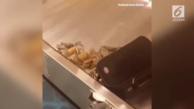VIDEO: Kepiting Lepas Bikin Kacau di Bandara