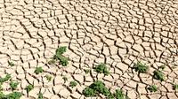 Tanah di dasar bendungan El-Haouareb mengalami retak-retak akibat kekeringan di dekat Kairouan, sekitar 160 km selatan Tunis, Tunisia, 13 Juli 2017. Wilayah ini mengalami kekeringan parah yang disebabkan oleh kemarau berkepanjangan. (FETHI BELAID/AFP)